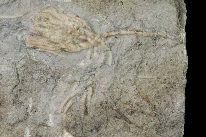 Fossil Crinoid (Aorocrinus) - Gilmore City, Iowa #157216